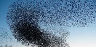 A huge flock of birds in the sky
