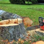 A chainsaw rests on a freshly cut tree stump in a grassy area
