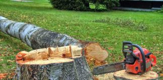 A chainsaw rests on a freshly cut tree stump in a grassy area