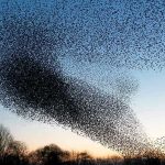 A huge flock of birds in the sky