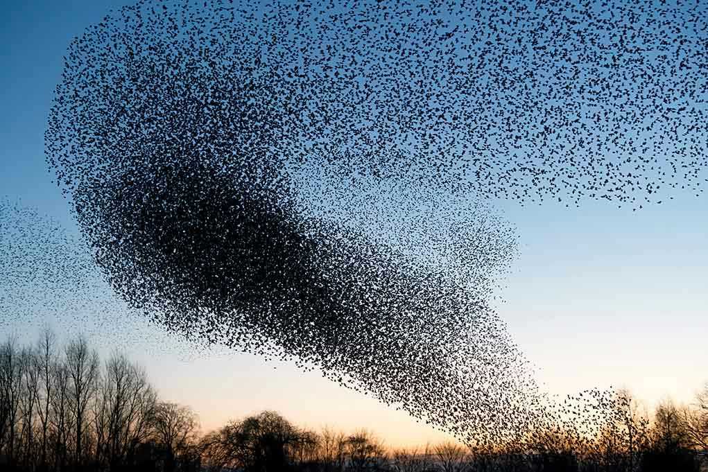 A huge flock of birds in the sky