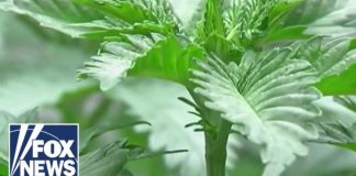 'Not your parents' pot': Activist warns today's weed a