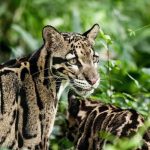 Two clouded leopards in a lush green environment
