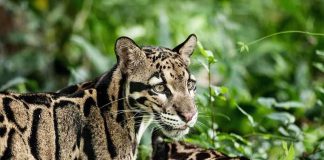 Two clouded leopards in a lush green environment