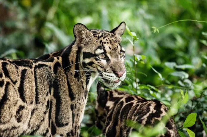 Two clouded leopards in a lush green environment