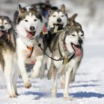 A team of huskies running energetically through the snow